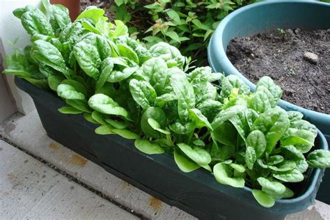 Spinach Growing Tips How To Care And Grow Spinach In Containers