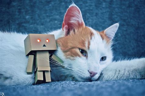 Danbo Cat Danbo By Robert Krstevski On Youpic