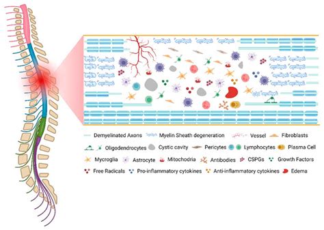 Pathophysiology Of Spinal Cord Injury Information Spinal Cord