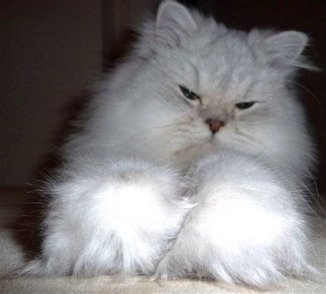 Silver Persian Cat : Biological Science Picture Directory – Pulpbits.net