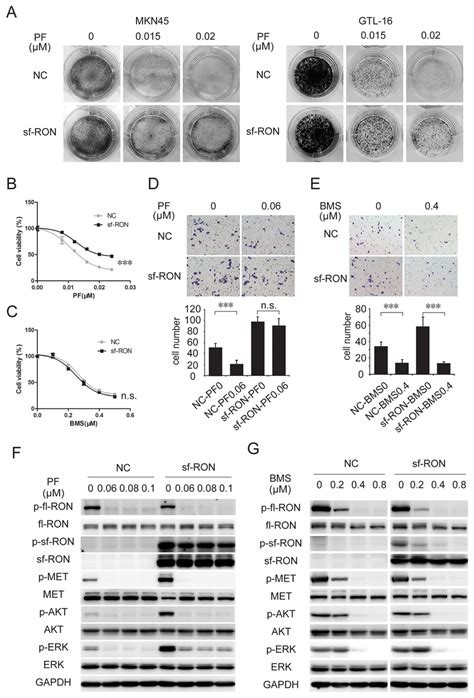 Upregulation Of Sf Ron Attenuated Pf Induced Inhibition Of Cell