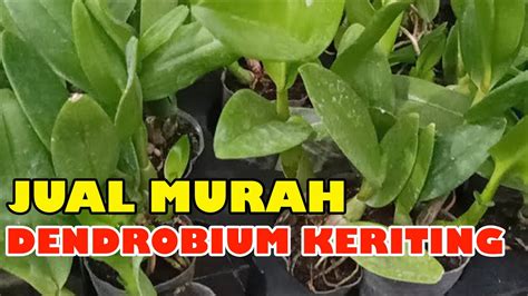 Jual Murah Anggrek Dendrobium Kriting YouTube