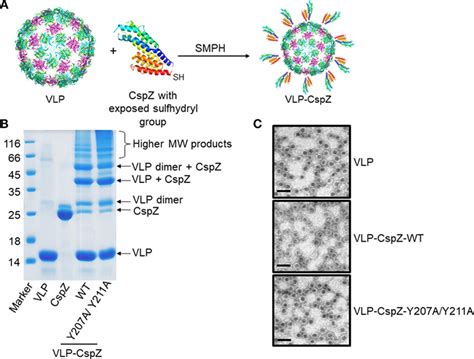 Frontiers Eliminating Factor H Binding Activity Of Borrelia