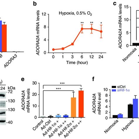 Hypoxia upregulates ADORA2A expression by activating HIF 2α in HRMECs