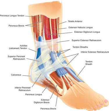 Tendon Diagram Foot - Achilles Tendon Human Anatomy Picture Definition Injuries Pain And More ...