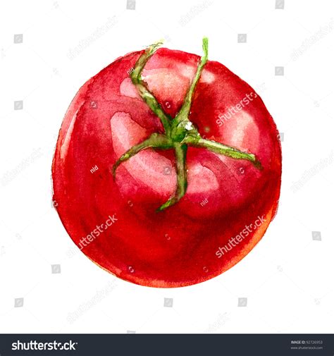 Tomato Watercolor Painting On White Background Stock Illustration