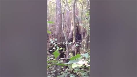 Bigfootskunk Ape Tearing Apart Tree In Mississippi Swamp Crazy