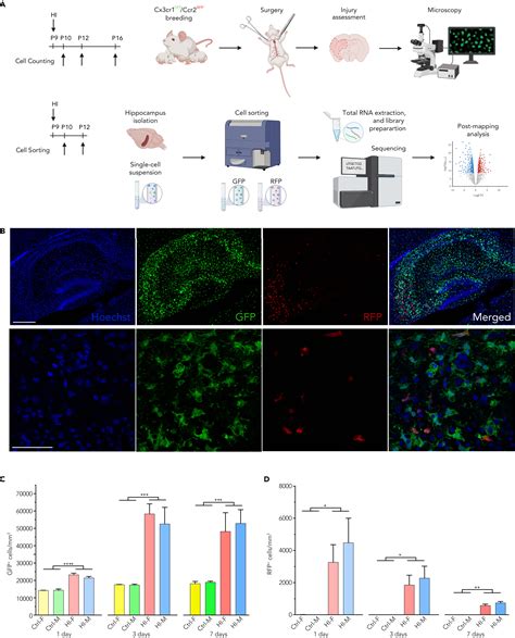 Inflammatory Metabolic And Sex Dependent Gene Regulatory Dynamics Of