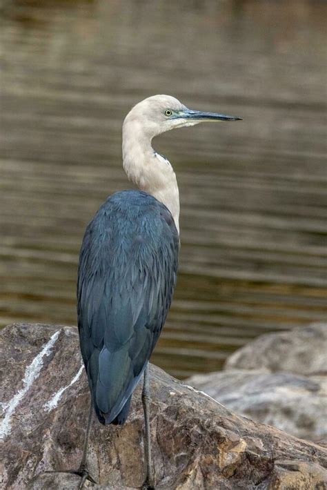 White Necked Heron In Australia Stock Photo At Vecteezy