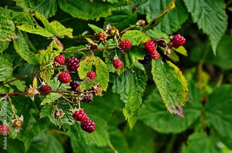 Rubus idaeus, shrub, a species of the Rubus genus of the family Rosaceae. Stock Photo | Adobe Stock