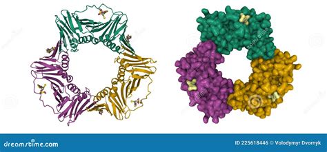 DNA Replication With Clamp Loader Helicase Dna Polimerase And Beta