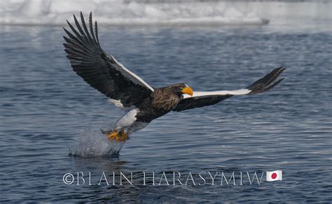 Hokkaido Wildlife Photography Private Tours Worshops Blain Harasymiw