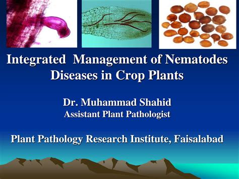 Solution Integrated Management Of Nematode Diseases Studypool