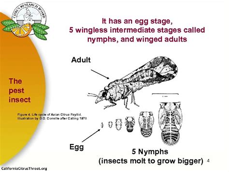 Huanglongbing Hlb A Deadly Disease Of Citrus A