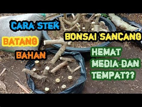 Cara Mudah Stek Batang Sancang Irit Biaya Dan Tepat Stek Bonsai Youtube