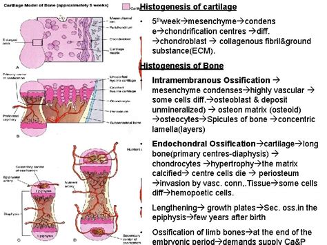 Embryology Development Of Dermatomusculoskeletal System Biology Medic