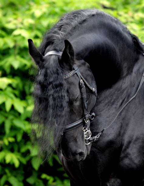 Black Horse Portrait Friesian Stallion Stock Images - Download 965 Royalty Free Photos