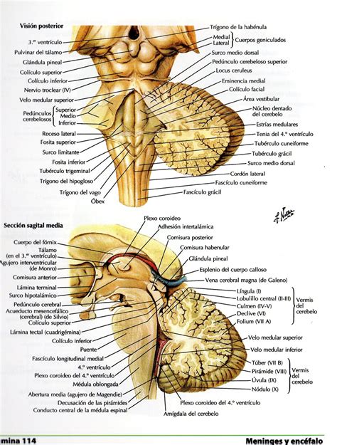 Tronco Encefalico Vista Anterior