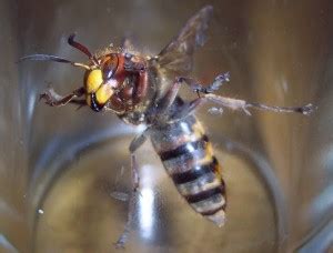 European Hornet: Queen Perhaps??? - What's That Bug?