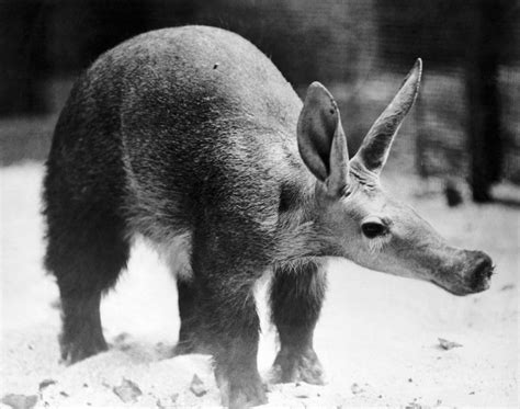 10 Facts About Aardvarks