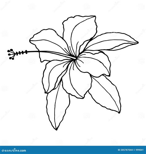 Hibiscus Flower Vector Stock Illustration Eps10 Hand Drawing Outline