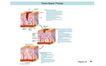 Muscle And Neural Tissue Groups And Tissue Repair | Educreations