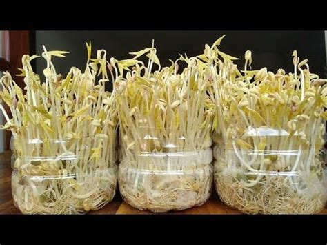 How To Grow Bean Sprouts With Recycled Plastic Bottles YouTube