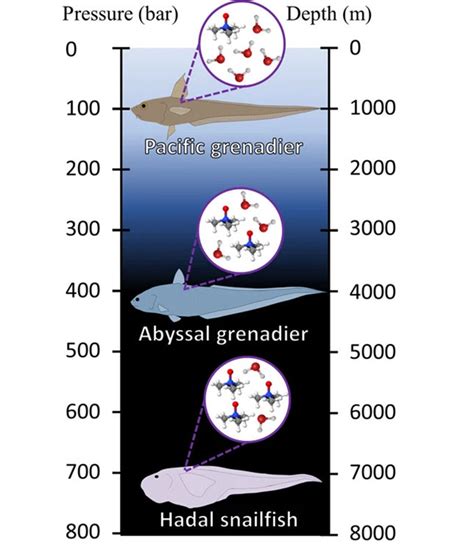 Sea Creatures Fishy Scent Protects Them From Deep Sea High Pressures