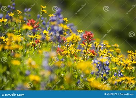 Alpine Wildflowers stock image. Image of color, blossom - 43187573