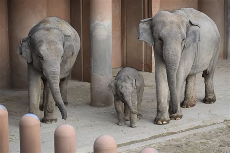 名古屋市東山動植物園 On Twitter 【新着のお知らせ】アジアゾウの親子の観覧について ※20221222更新 ※令和4年12月