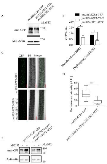 Ijms Free Full Text Ebf1 Negatively Regulates Brassinosteroid