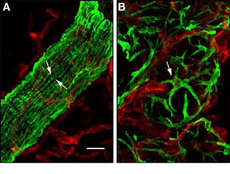 Figure From The Mammary Myoepithelial Cell Semantic Scholar