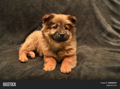 Cute Black Chow Chow Puppies