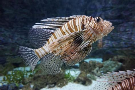 Peces de arrecife de coral venenosos de color marrón anaranjado y