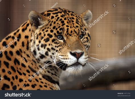 Closeup Of A Spotted Jaguar Stock Photo 14711752 : Shutterstock