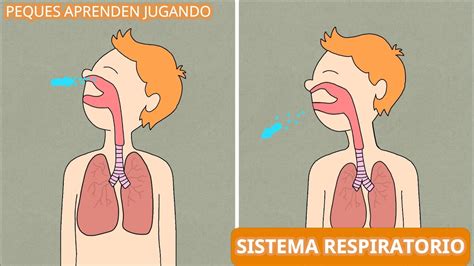 El sistema respiratorio para niños Video del aparato respiratorio de