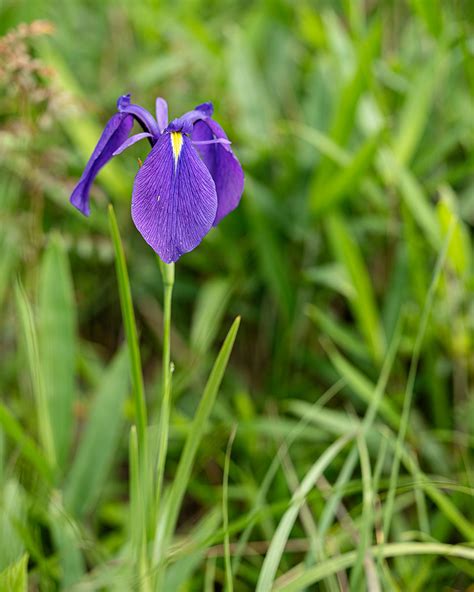 ノハナショウブ（野花菖蒲） 20230610 花の中央に淡い黄色の斑紋があるのが特徴です。昔は、この花が咲く時 Flickr