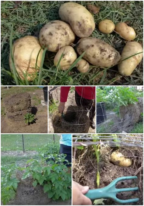 How To Grow Potatoes With Spud Towers