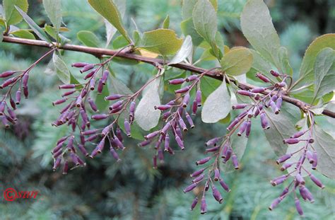 Berberis Vulgaris Изображение особи Плантариум