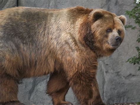 Silverback Gorilla Vs Grizzly Bear Who Would Win In A Fight Ours