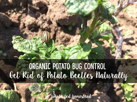 How To Get Rid Of Potato Bugs In My Garden Garden Likes