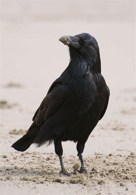 NW Bird Blog: Common Raven