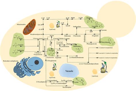 Metabolic Pathways For The Synthesis Of Essential Amino Acid In Y Download Scientific Diagram