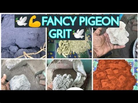 Pigeon Grit Aj Pigeons Nagercoil Youtube