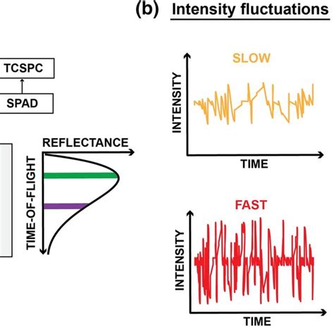 Time Domain Diffuse Correlation Spectroscopy In Samples Composed Of