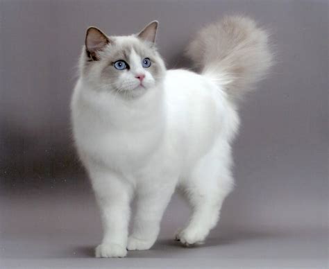 Ragdoll Cat Breed | Profile and Characteristics