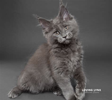 Maine Coon Colors