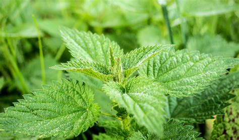 Potager Quel Engrais Choisir Et Quand L Utiliser Jardiland