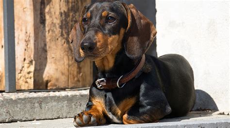 10 Best Bark Collars For Dachshunds Sausage Dog World