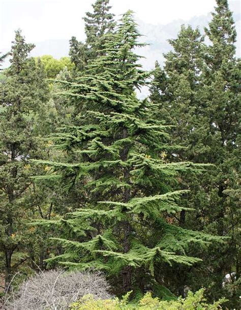 Шишки кедра ливанского фото – описание шишек. Как выглядит кедр из ...